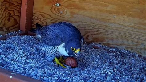 montreal falcon live cam.